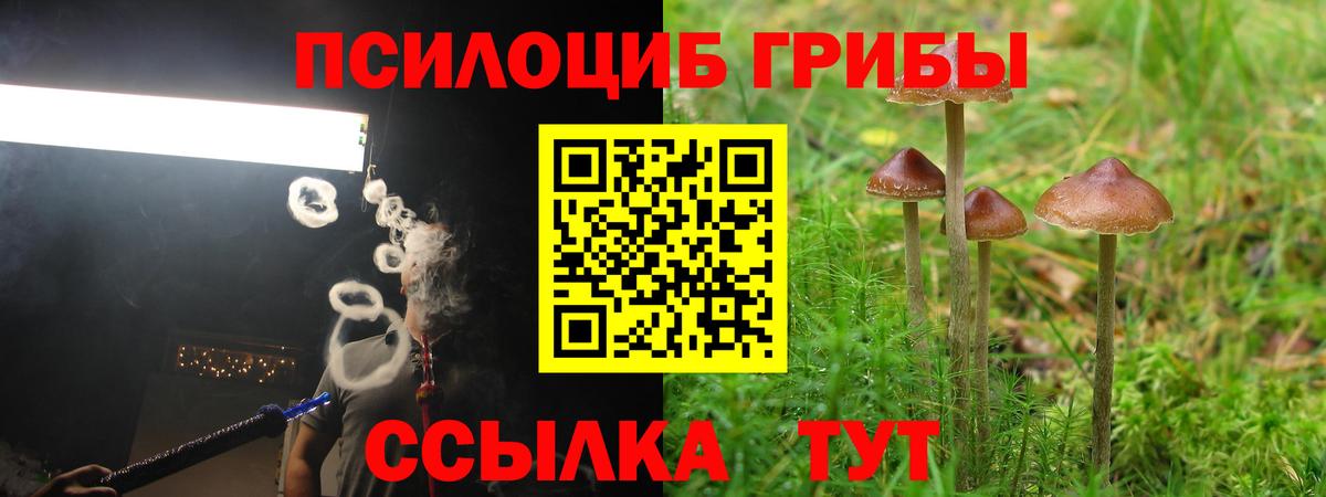 Псилоцибиновые грибы мицелий Ленинск-Кузнецкий